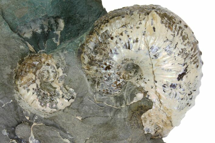 Fossil Ammonite (Hoploscaphites) - South Dakota #137287